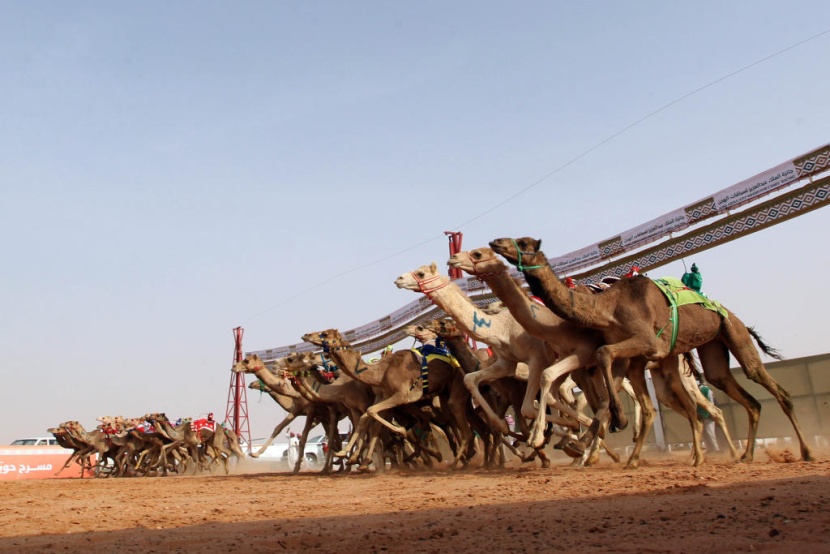 جائزة الملك عبدالعزيز لسباقات الهجن