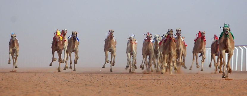 جائزة الملك عبدالعزيز لسباقات الهجن