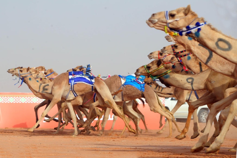 جائزة الملك عبدالعزيز لسباقات الهجن