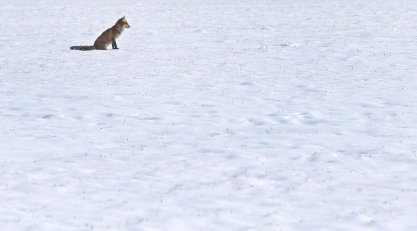 أوروبا تحت الصقيع