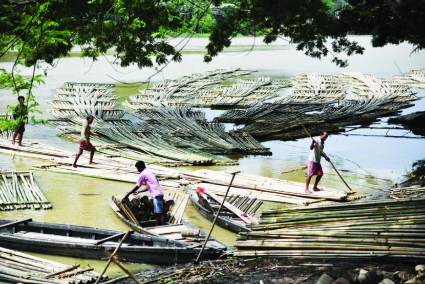 خيزران الهند