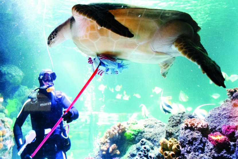 عامل يرتدي بذلة غوص ينظف سلحفاة كبيرة تسمى سبيدي في مركز سيلايف في تيميندورفير ستراند، شمال ألمانيا.