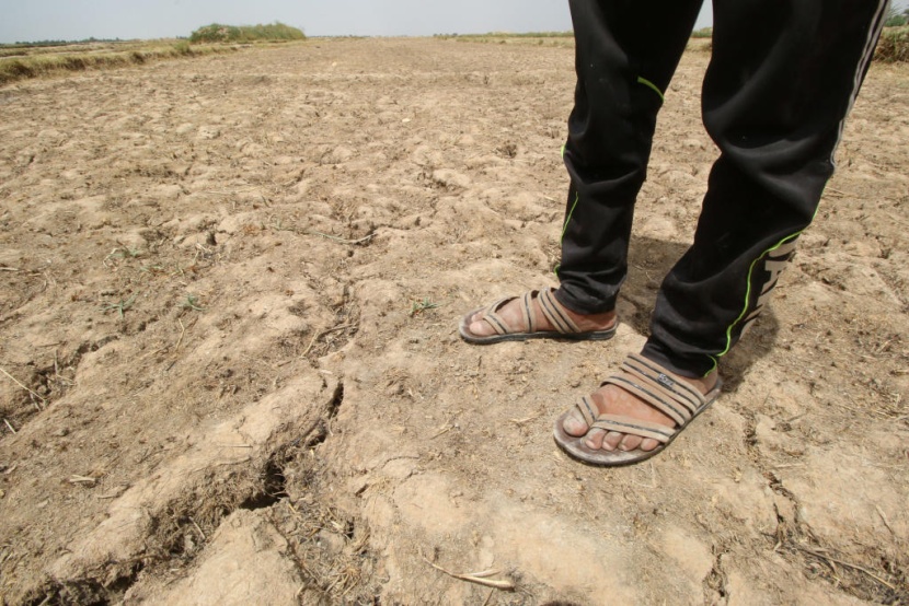 العراق يحظر زراعة الأرز والذرة بسبب الجفاف