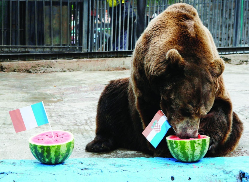 التنبؤ بنهائي كأس العالم