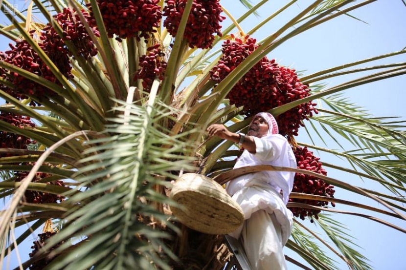 1.9 مليون نخلة صفري تزين أودية بيشة 