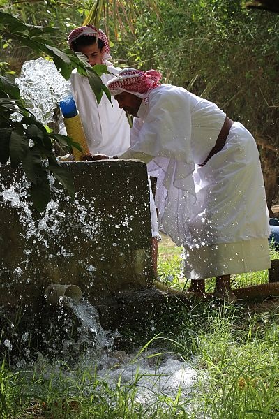 1.9 مليون نخلة صفري تزين أودية بيشة 