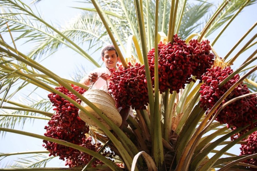 1.9 مليون نخلة صفري تزين أودية بيشة 