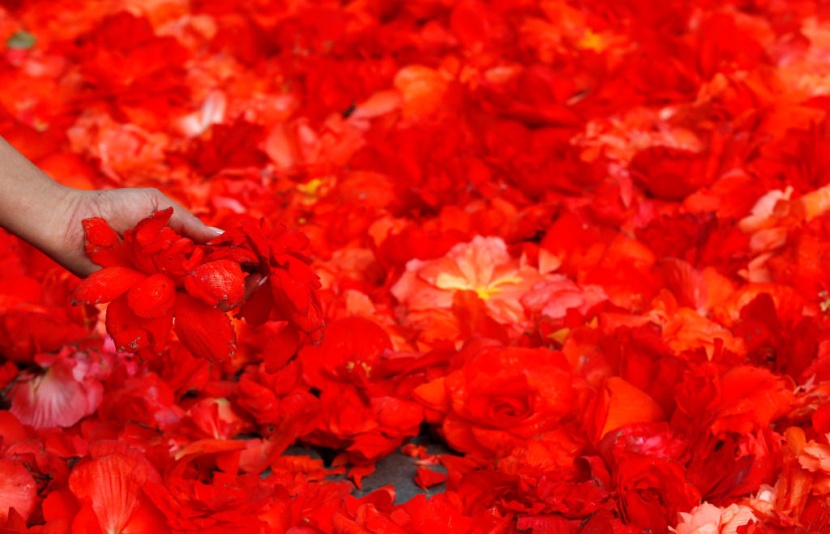 سجادة زهور زاهية تأسر الأنظار في وسط بروكسل رغم حرارة الصيف