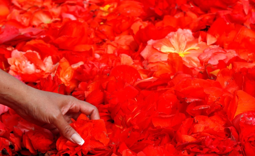 سجادة زهور زاهية تأسر الأنظار في وسط بروكسل رغم حرارة الصيف