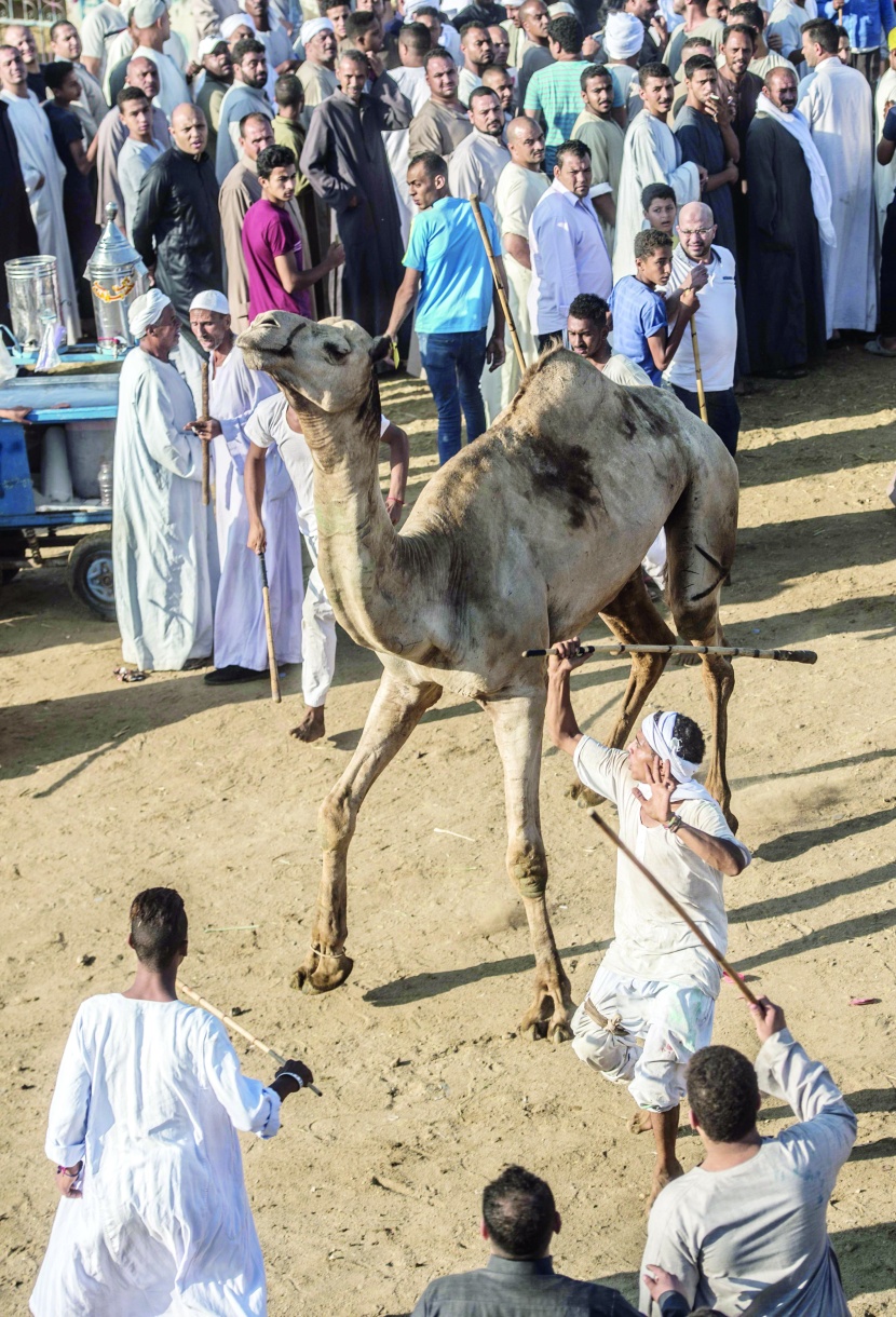 "برقاش" .. أكبر أسواق الجمال