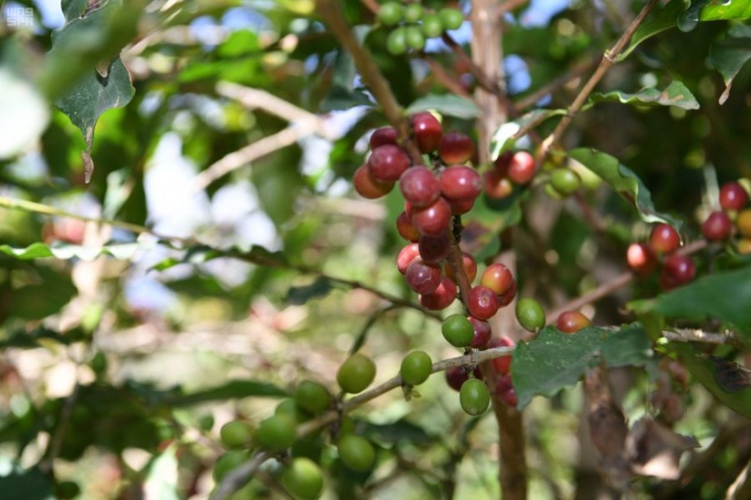  أشجار البن في الدائر ... عشق زراعة واستثمار محصول