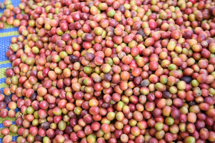  أشجار البن في الدائر ... عشق زراعة واستثمار محصول