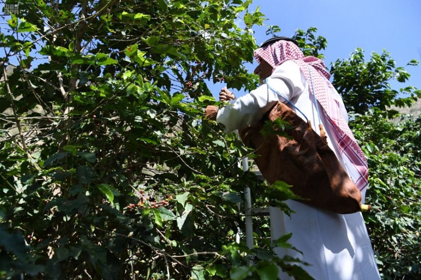  أشجار البن في الدائر ... عشق زراعة واستثمار محصول