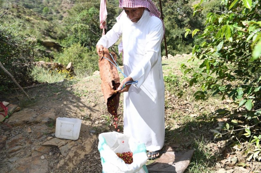  أشجار البن في الدائر ... عشق زراعة واستثمار محصول