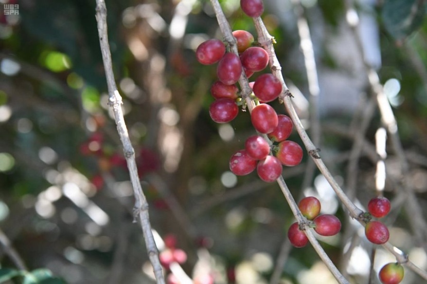  أشجار البن في الدائر ... عشق زراعة واستثمار محصول