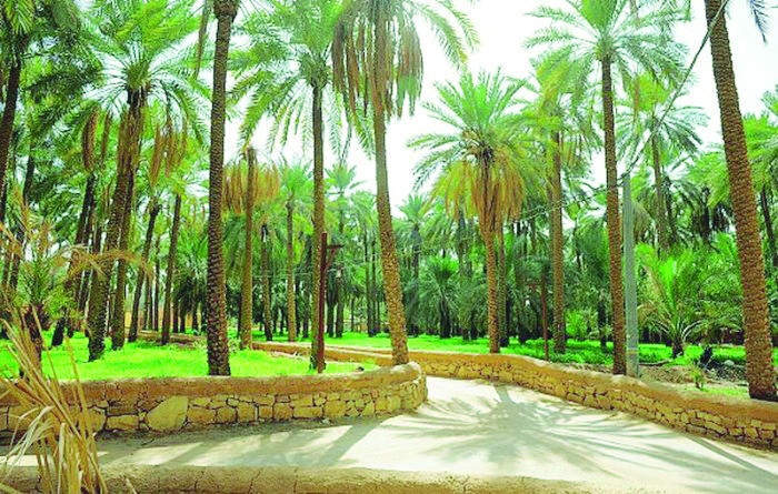 برنامج «أرياف» .. يرخص لـ 6 مزارع «سياحية» في المدينة المنورة