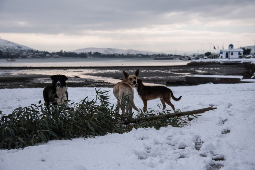 موجة من الثلوج الكثيفة في قلب أوروبا