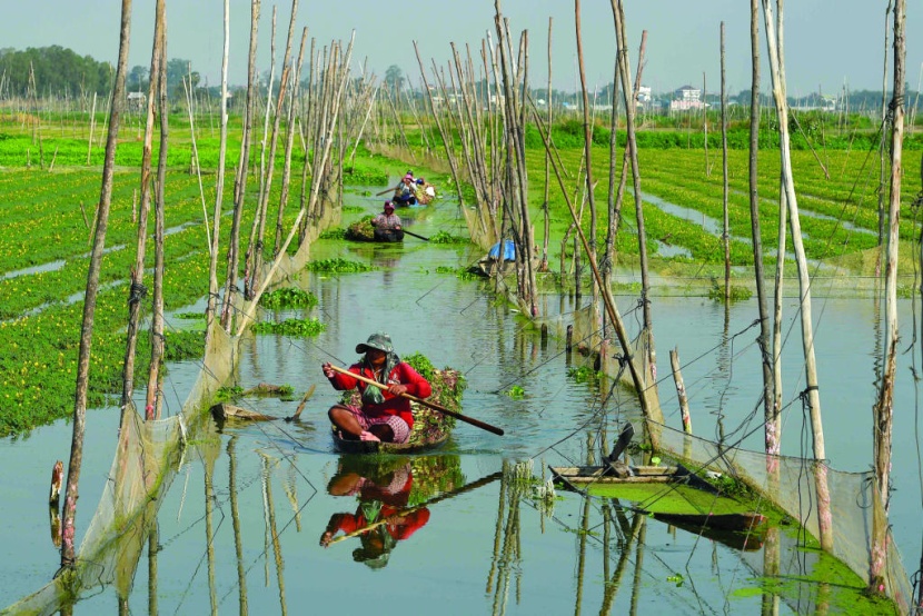 حصاد الـ"ميموزا"