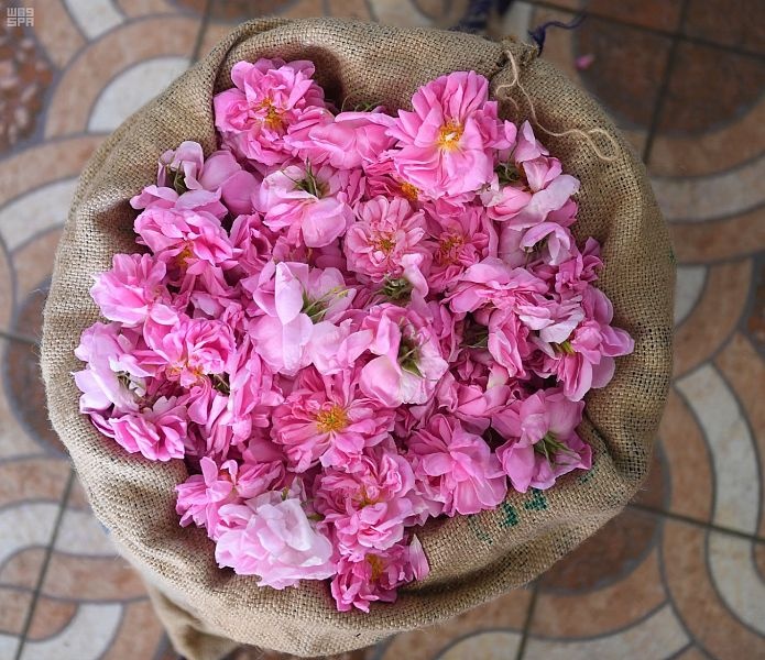 بدء موسم قطاف الورد الطائفي