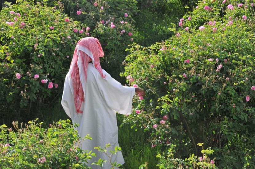 بدء موسم قطاف الورد الطائفي