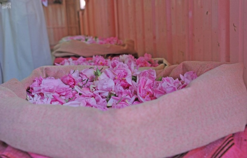 بدء موسم قطاف الورد الطائفي