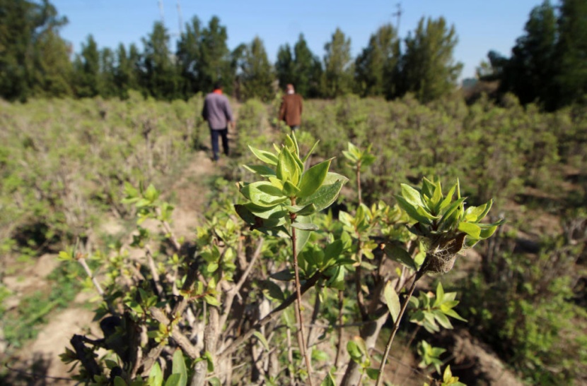 مزارع "الحناء" في شبه جزيرة الفاو العراقية مخضبة بـ "الجفاف"