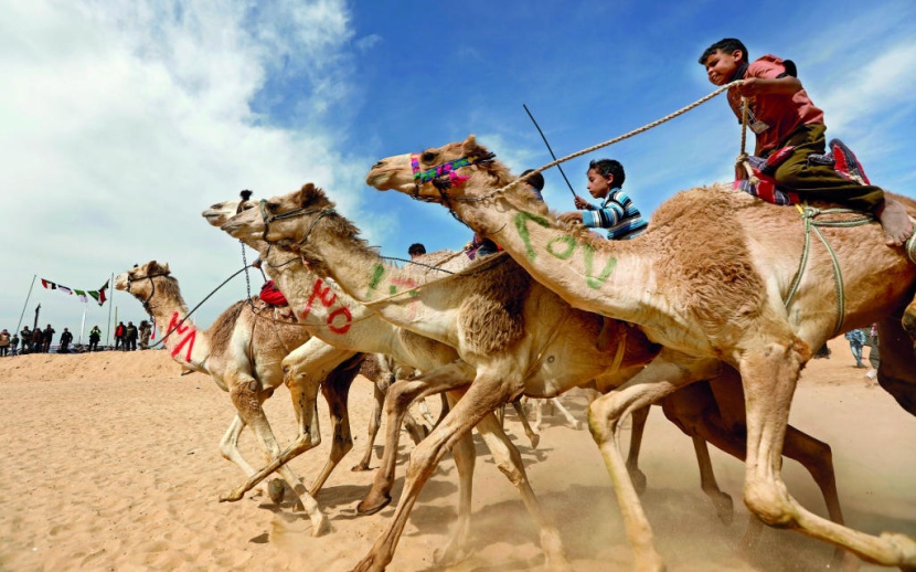 أطفال الهجن