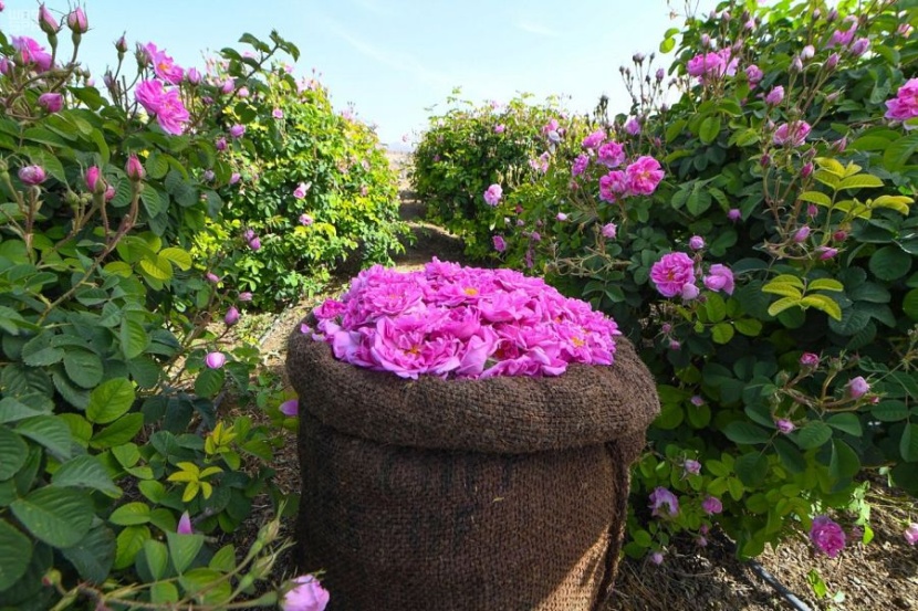 "الطائف" تجني وردها الذي تتعطّر به النسائم