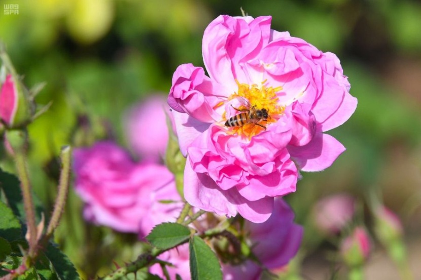 "الطائف" تجني وردها الذي تتعطّر به النسائم