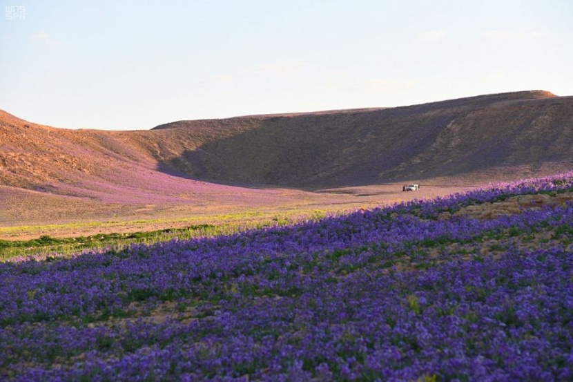 ربيع الجوف يكسو الأرض بألوان الطبيعة