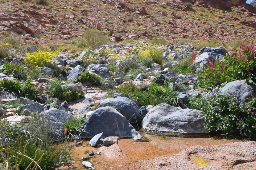 جبال اللوز تودع الشتاء إيذانا بدخول فصل الربيع