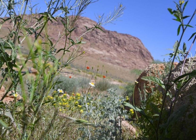 جبال اللوز تودع الشتاء إيذانا بدخول فصل الربيع