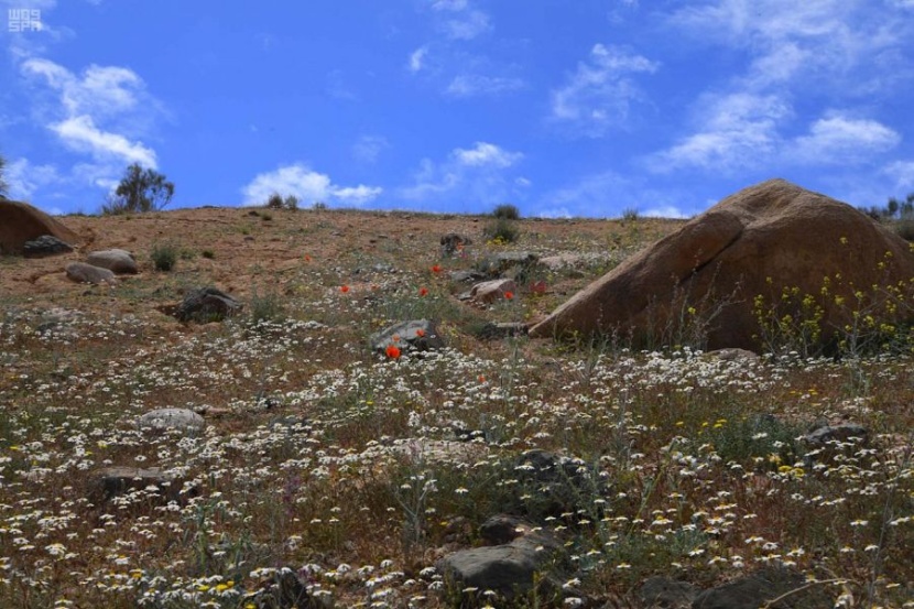 جبال اللوز تودع الشتاء إيذانا بدخول فصل الربيع