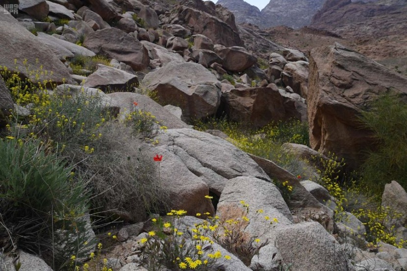 جبال اللوز تودع الشتاء إيذانا بدخول فصل الربيع