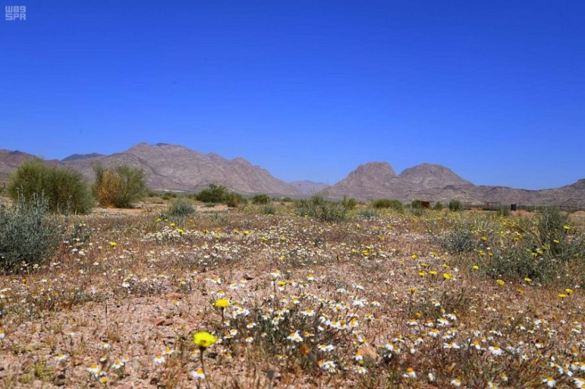 جبال اللوز تودع الشتاء إيذانا بدخول فصل الربيع