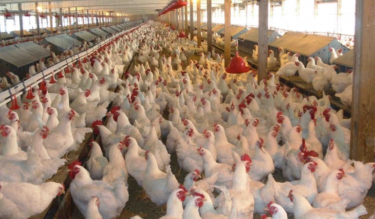 باحثون: 56% من الدجاج في المتاجر الغذائية بألمانيا ملوثة بجراثيم مستعصية على المضادات الحيوية