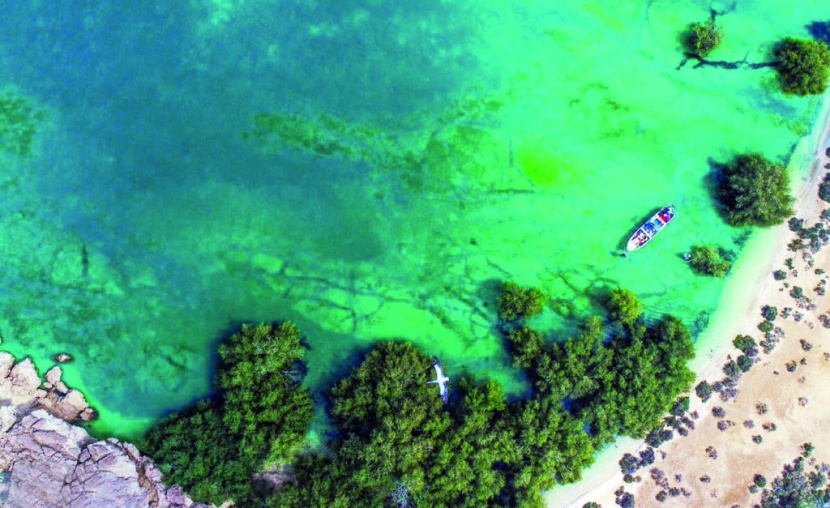 جزر فرسان .. تنوع أحيائي فريد وفرص استثمارية واعدة