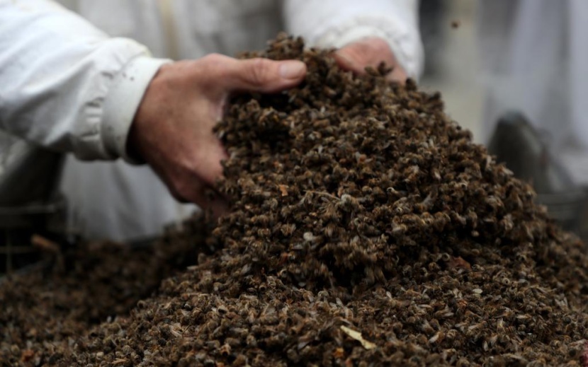  دعاوى مرضى السرطان تهوي بأسهم شركة باير الألمانية 40 % 