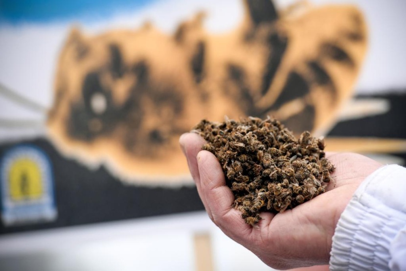  دعاوى مرضى السرطان تهوي بأسهم شركة باير الألمانية 40 % 