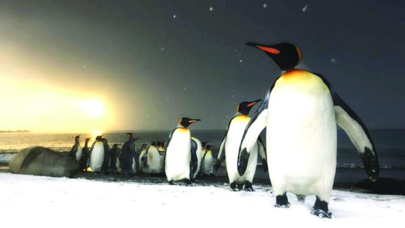 "نتفليكس" تحبس أنفاس المشاهدين في "كوكب الأرض"