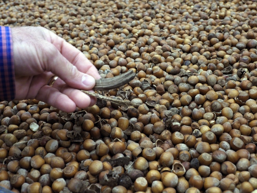 أسعار البندق العالمية.. أحدث ضحايا النزاع التجاري بين الصين والولايات المتحدة