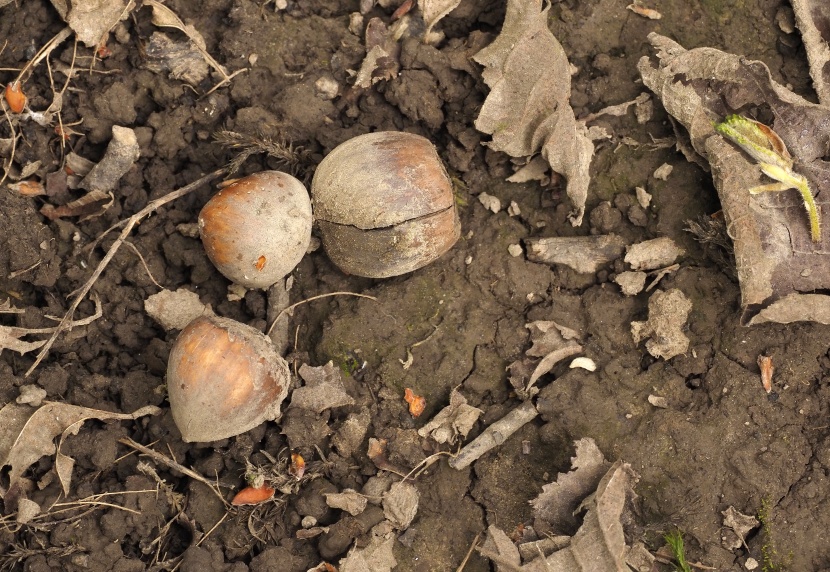 أسعار البندق العالمية.. أحدث ضحايا النزاع التجاري بين الصين والولايات المتحدة