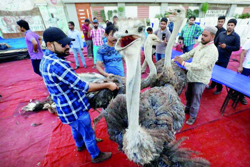 لحم النعام والغزال لفقراء كراتشي في رمضان