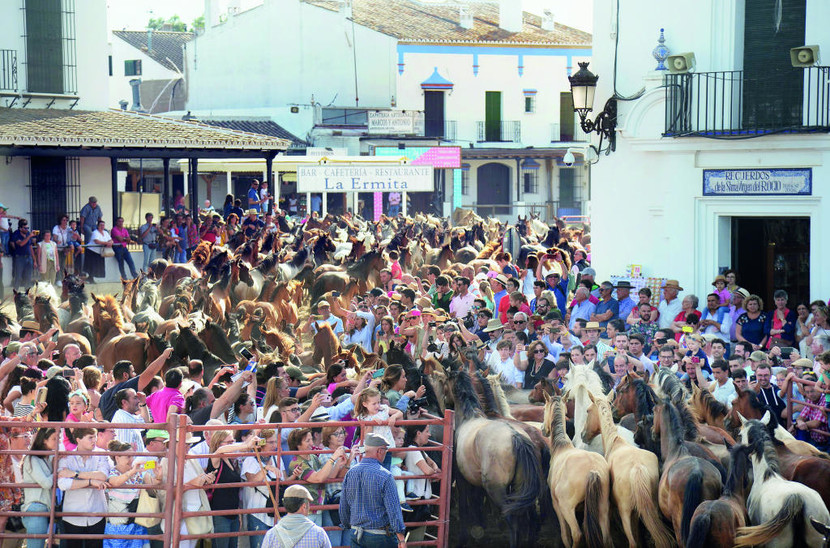 خيول في جولة