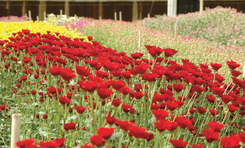 تبوك ..موطن «الجيبسوفيلا» والقرنفل والرمان  تستقبل نصف مليون زائر سنويا