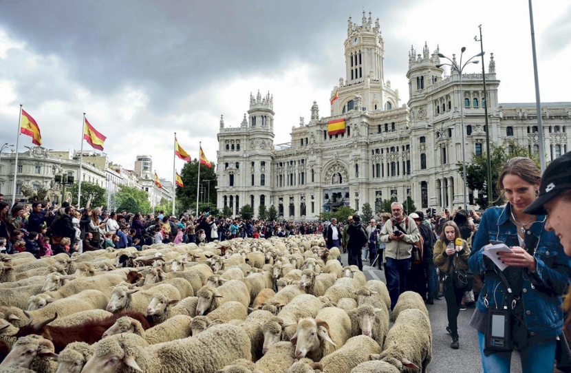 وللخراف تظاهرة