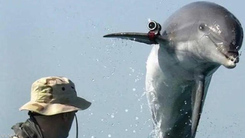 ليست الكلاب وحدها .. دلافين ودببة وقطط في خدمة الجيوش