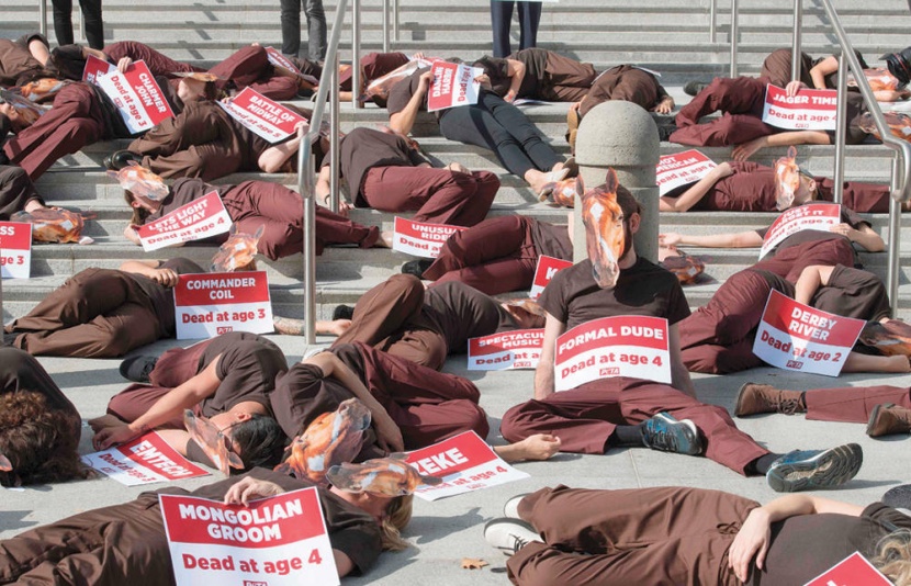 من أجل حيوان