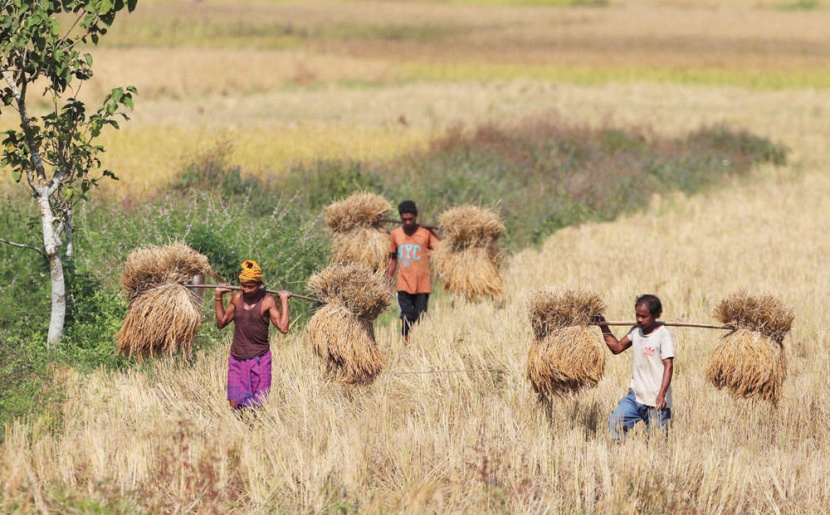 موسم الحصاد
