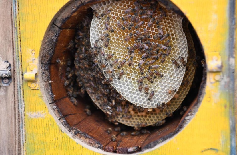 جازان تحتفظ بسلالة النحل العربي الأصيلة والنحالون يستعدون لإنتاج العسل